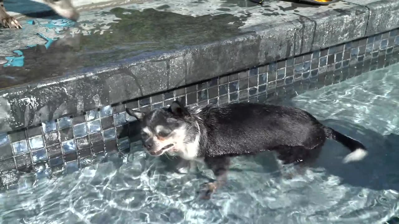 Teaching My Dogs How To Swim