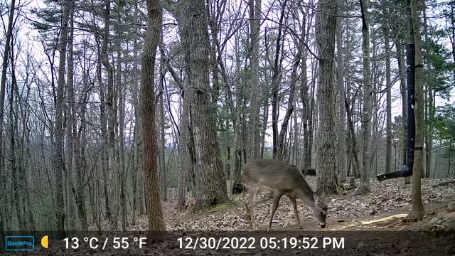 The Woods – 12/31/2022