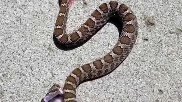 Rattlesnake bites it’s headless body