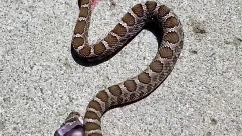 Rattlesnake bites it’s headless body