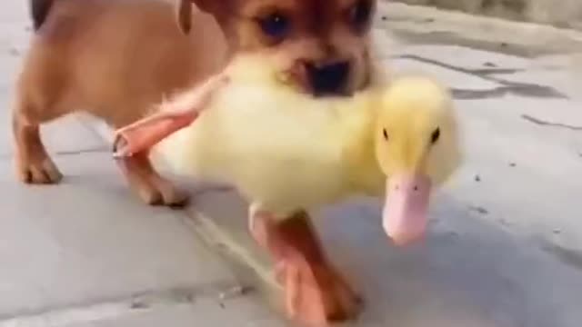 Dog and Duck FRIENDS !!