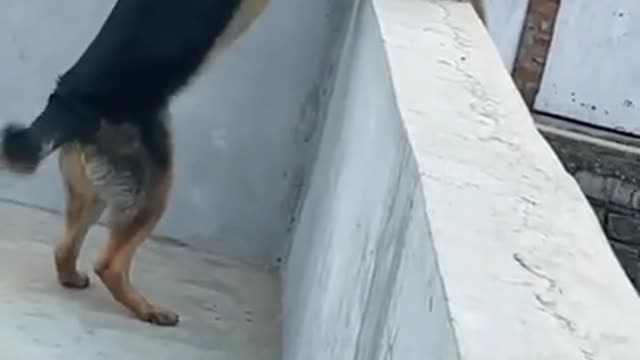 DOG VS MONKEY