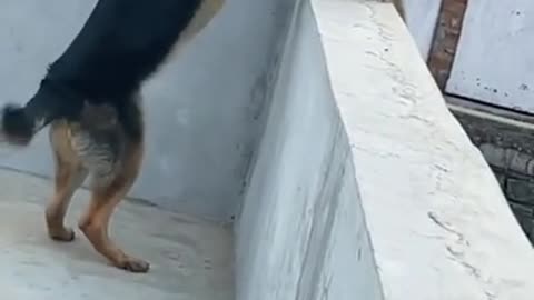 DOG VS MONKEY