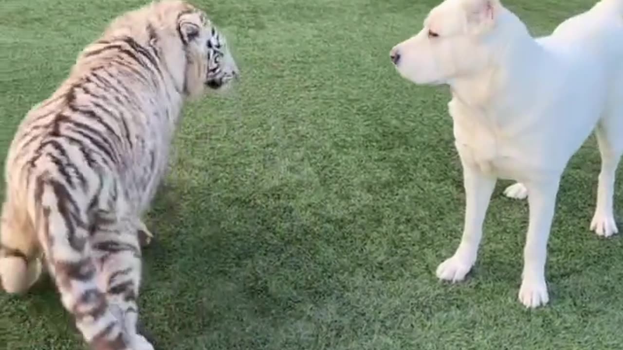 Epic Clash: Unlikely Battle Between Dog and Tiger