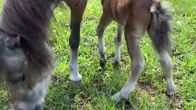 cute animals