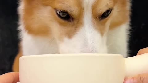 Corgi is the cutest dog eating 1 (17)