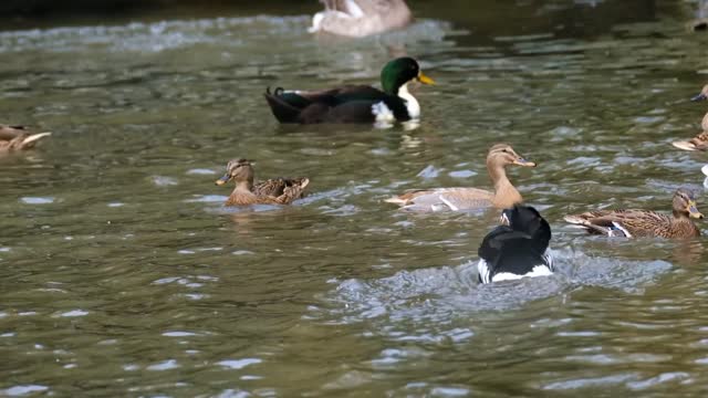 Elegant ducks in the lake