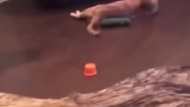 Funny Videos Cats And Dogs