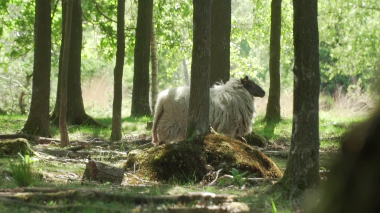Animals