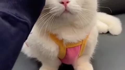 So funny so cute cats