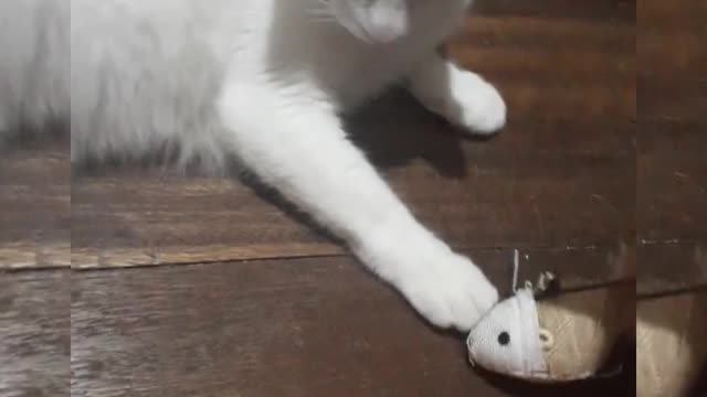 MYCUTE CAT VIDEO COLLECTION