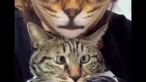 Funniest cat videos #71 - HILARIOUS!