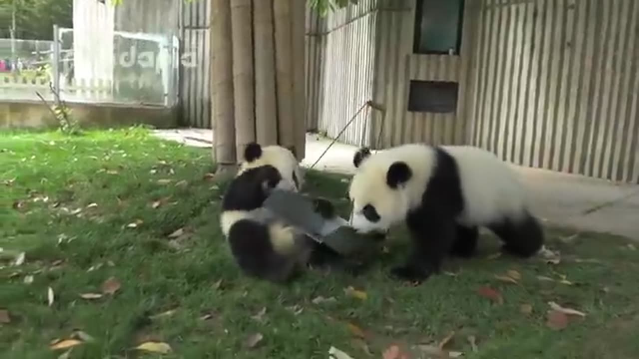 Panda cubs and nanny