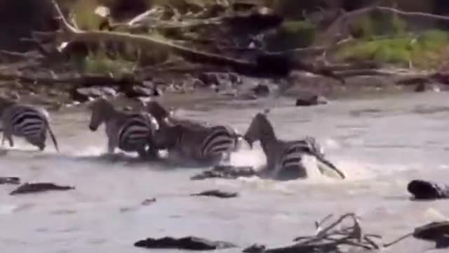 Zebra, hurry up! The crocodile is waiting for you in the river