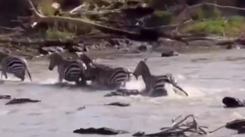 Zebra, hurry up! The crocodile is waiting for you in the river