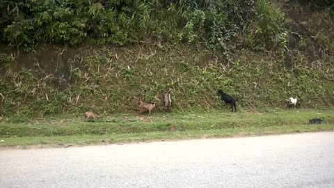 Child goat down the street