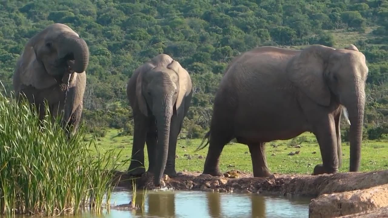 elephants