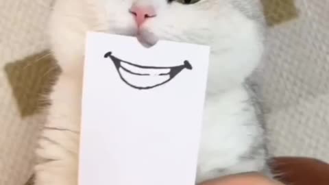 Funny Cat with Custom-Made Mouths