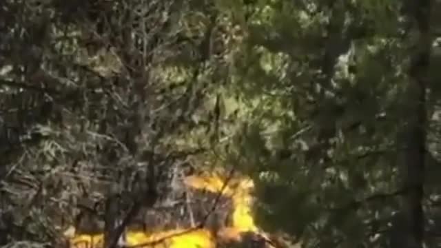 Plane stuck into a tree