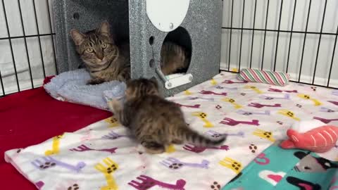 Mama Cat Reunited with Kittens After Weeks Apart