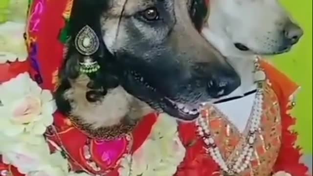 Dogs marriage did any one see what a funny dogs