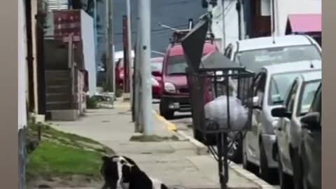 Stray dogs reaction