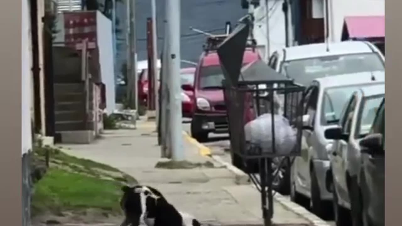 Stray dogs reaction