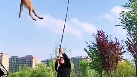 Dog training video