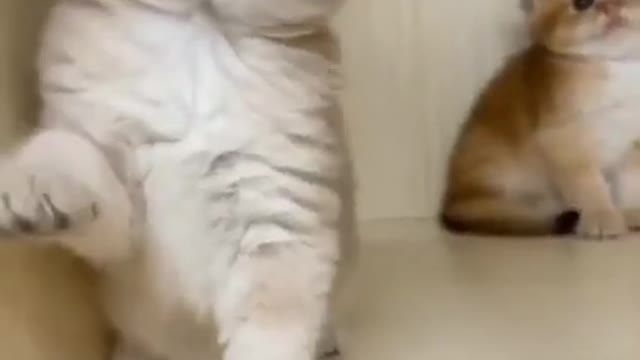 Best funny animals videos