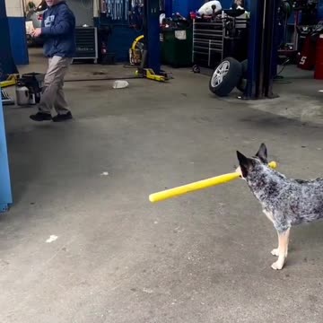 Dog plays baseball - Sign him already
