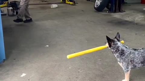 Dog plays baseball - Sign him already