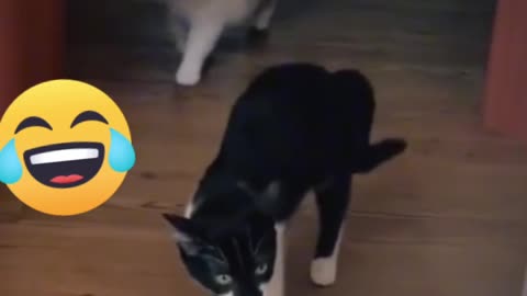 Funny cat video