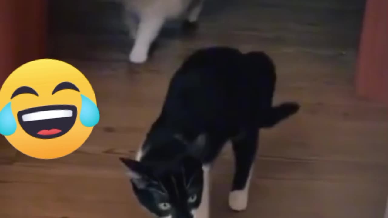 Funny cat video