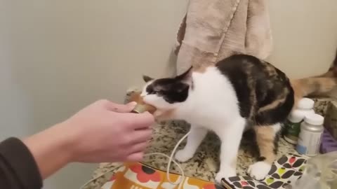 Instant Regret - Caught on Camera