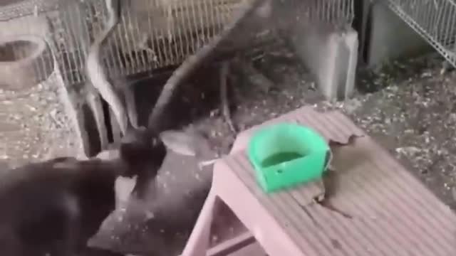 Snake and Dog