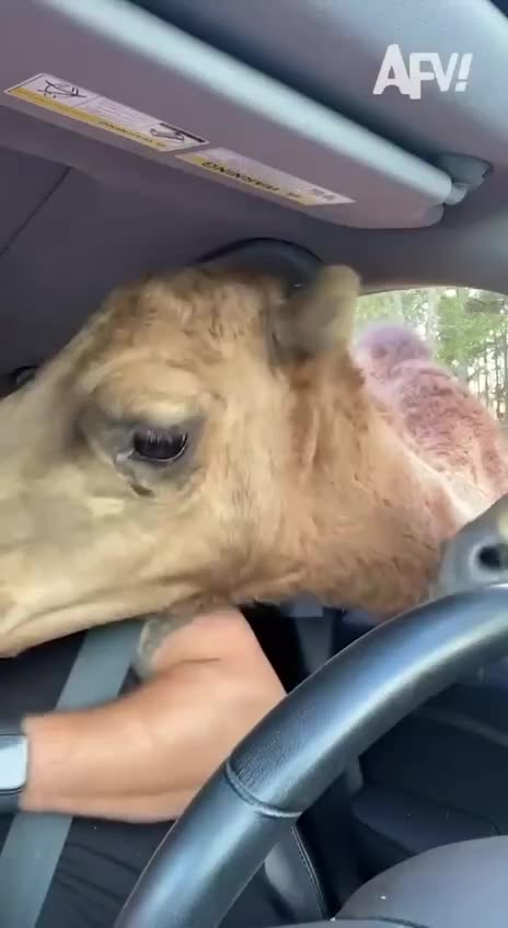 When you invite one but the entire neighborhood comes