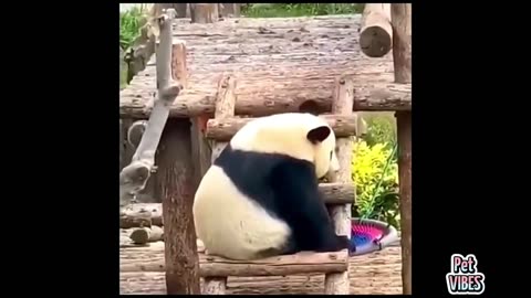 panda funny video