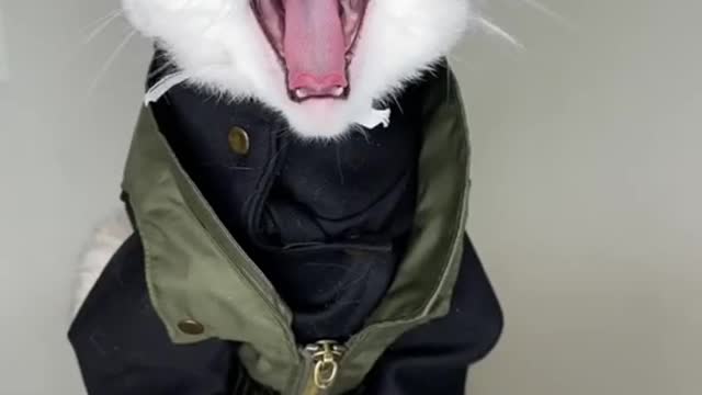 Funny Cat : Anime Cat Cosplay