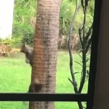 nowhere to go! Botcat outsmarts squirrel in a wi... | wildlife animals |
