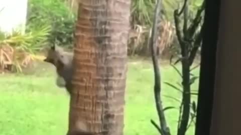 nowhere to go! Botcat outsmarts squirrel in a wi... | wildlife animals |