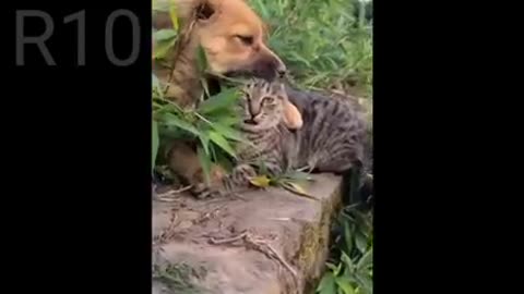 Dog &Cat funny 🤣 video