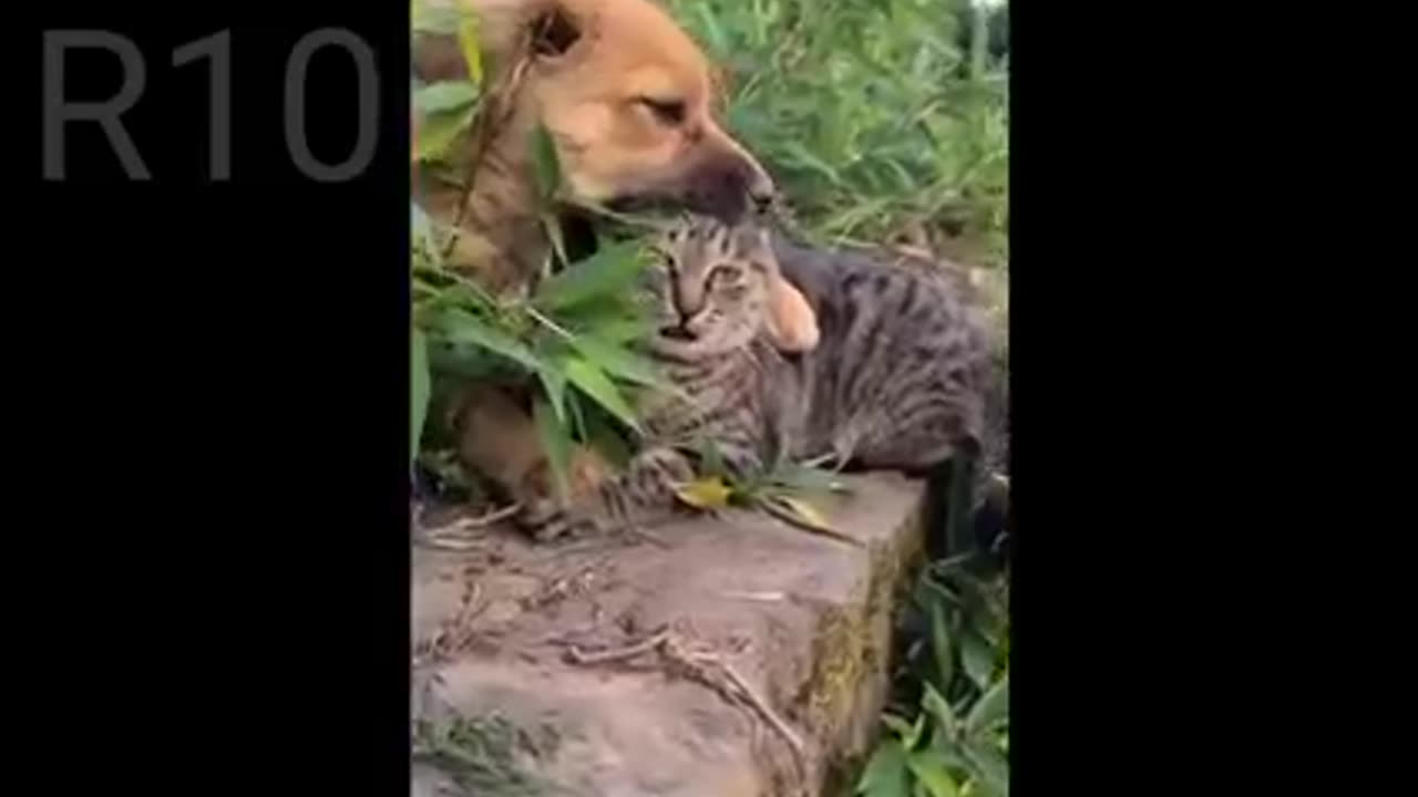 Dog &Cat funny 🤣 video