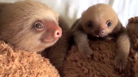 Funny animals video comedy video 🤣 comedy video very good 😊👍 baby girl 😍❤️