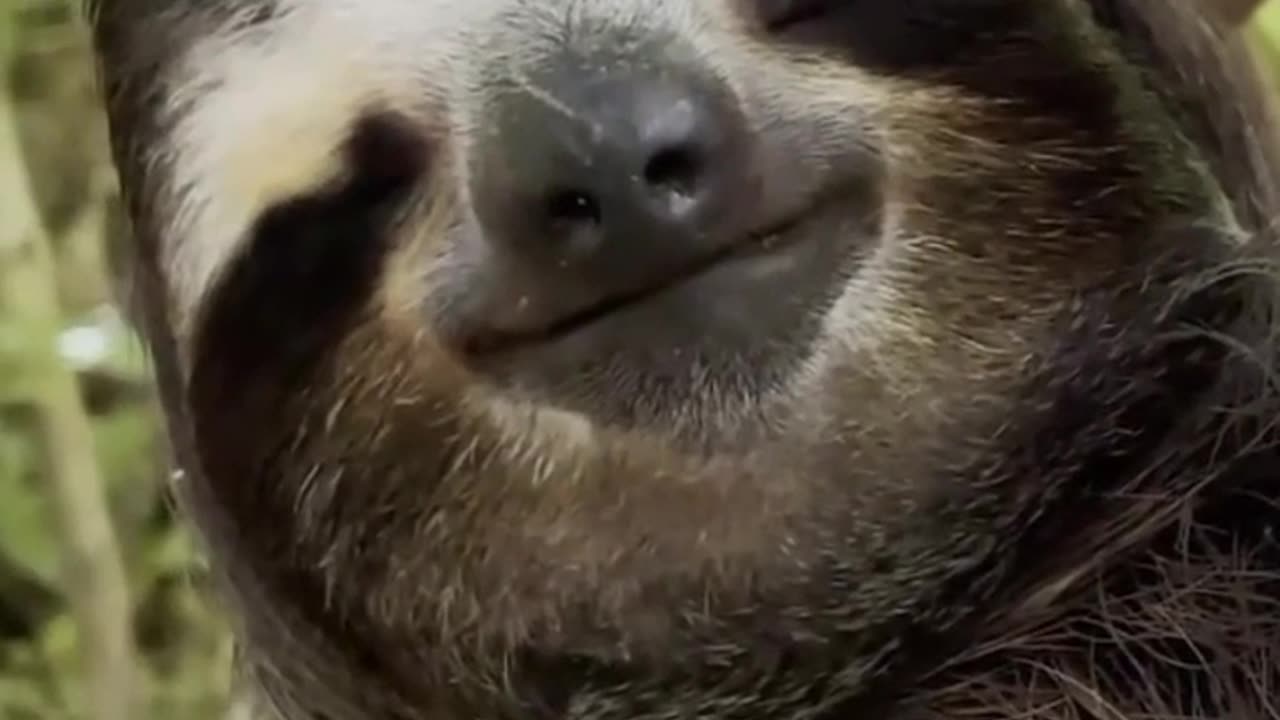 Sloth | One Of The Slowest Moving Animals