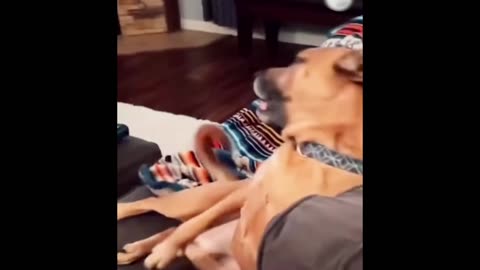 Funny Animal Vedios 🤣🤣