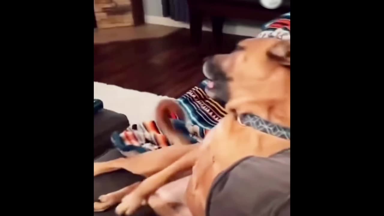 Funny Animal Vedios 🤣🤣