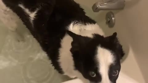 He is not a big fan of bath time 🚿