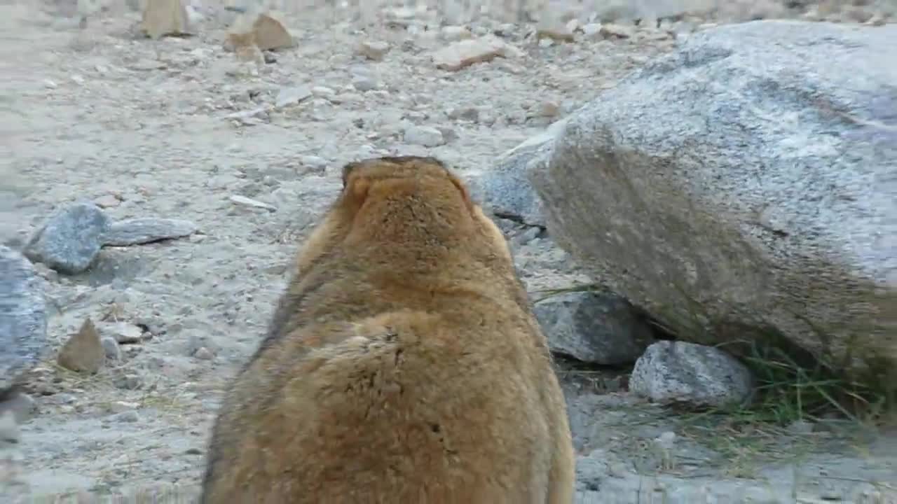 Himalayan Marmot 3.mp4