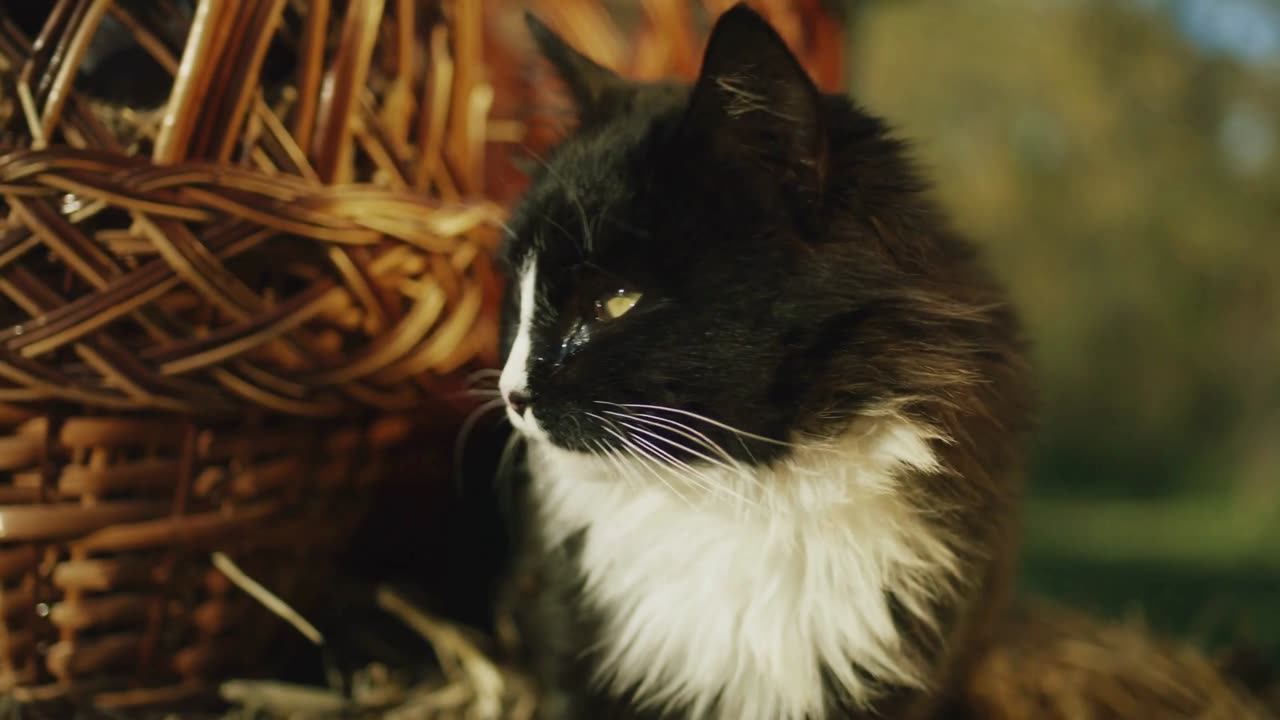 Purr-fectly Paw-some Kitten Playtime!