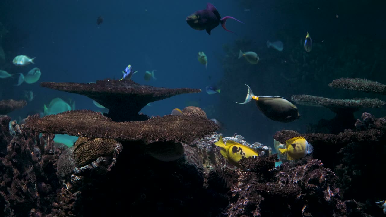 beautiful scene of inside sea world Fishes